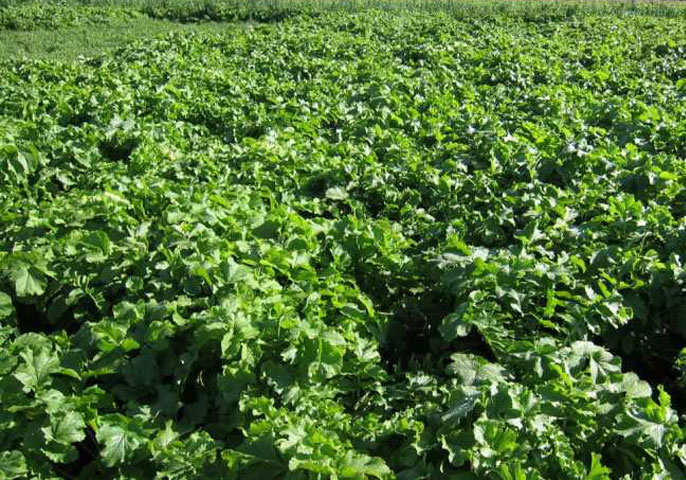 Cover Crop Cover Crop