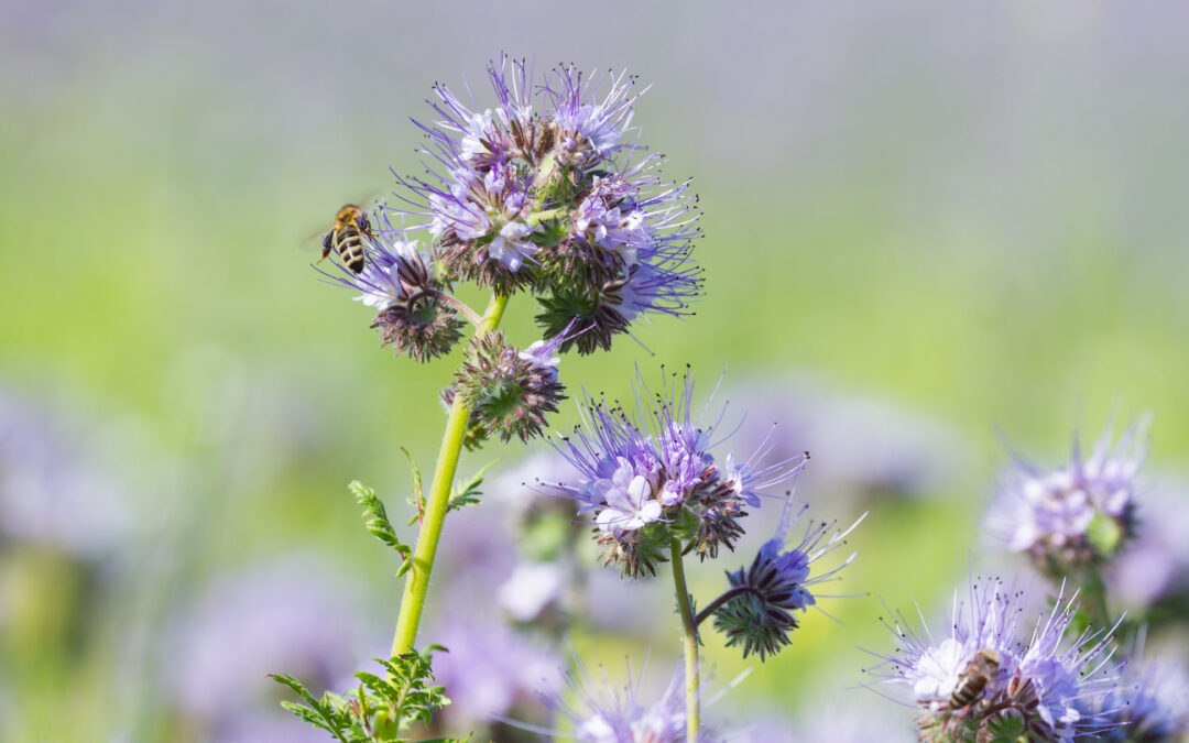 L’importanza degli insetti impollinatori