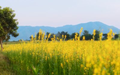 Pubblicazione del decreto-rotazioni in agricoltura biologica