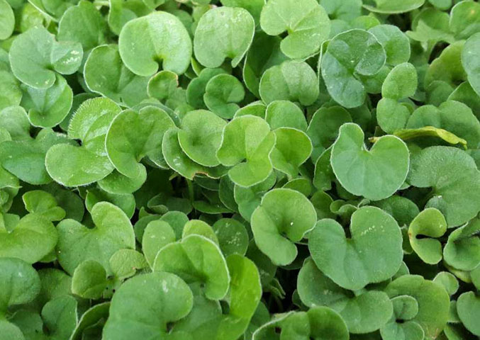 dichondra-repens