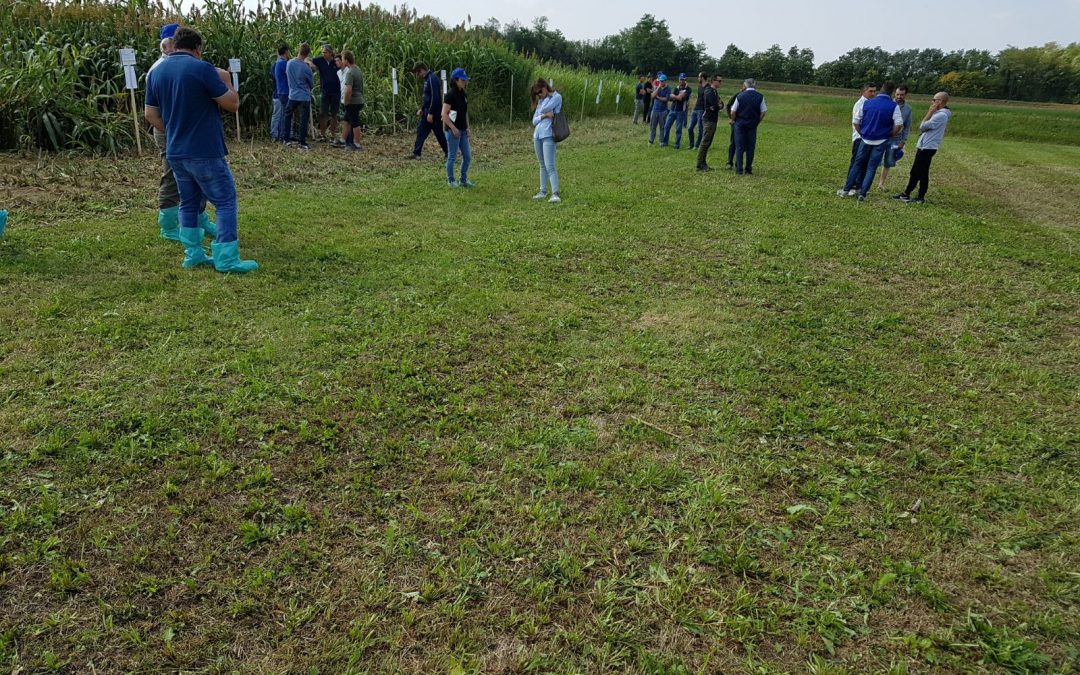 SORGHI SEMINART – VISITA IN CAMPO