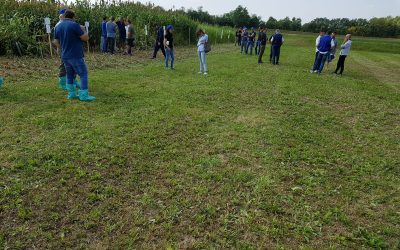 SORGHI SEMINART – VISITA IN CAMPO