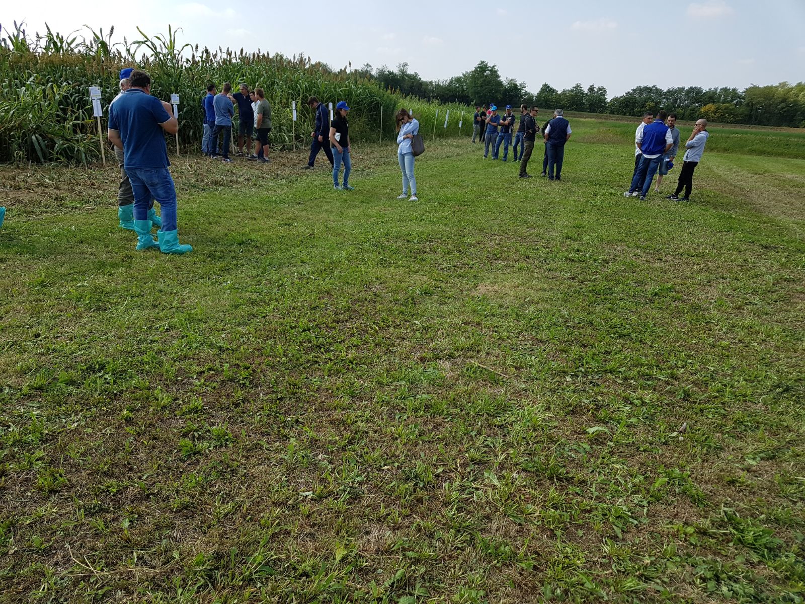 Visita in campo visita sorghi