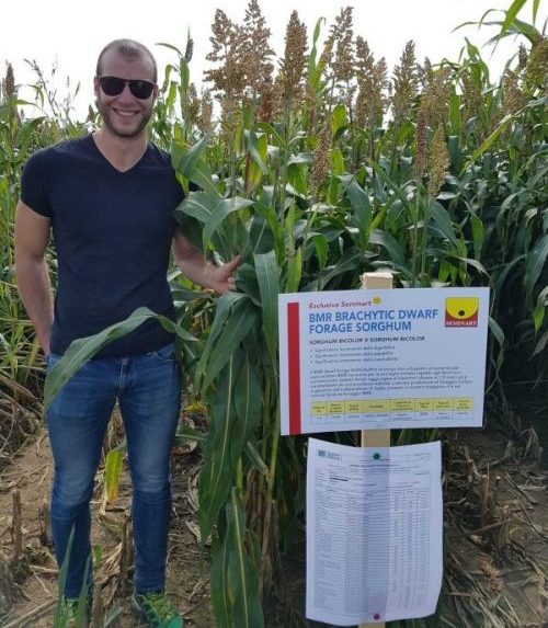 Sorgo Sorgo