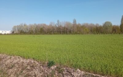 SOIL BANK