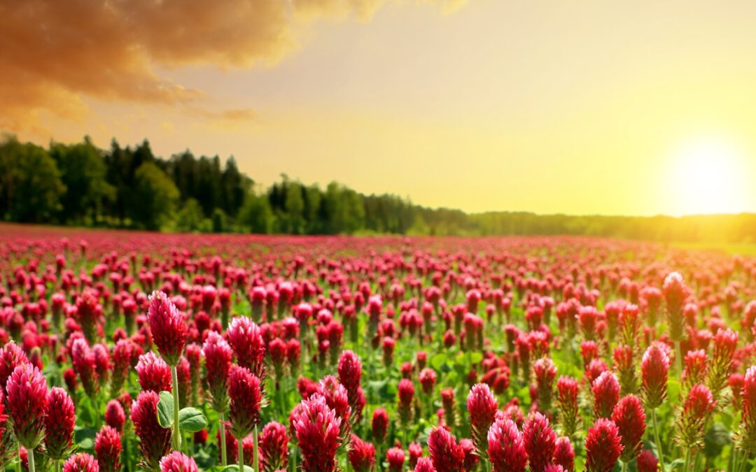 GREEN NEW DEAL: i target per un’agricoltura sostenibile