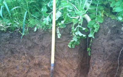 Cover crop: semine autunnali consigliate