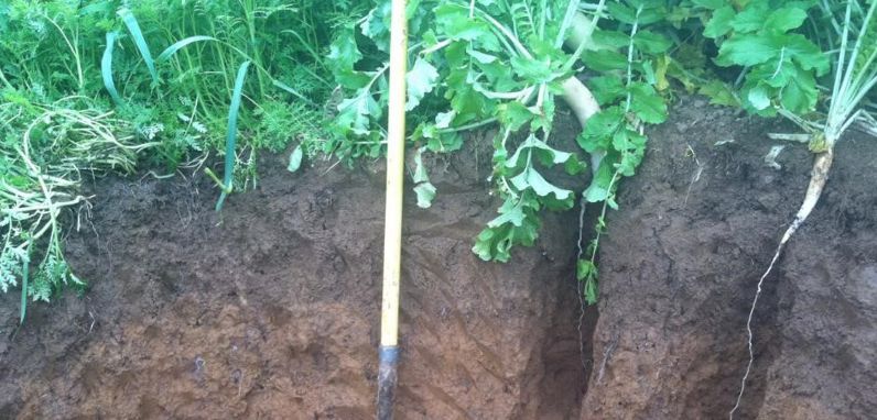 Cover crop: semine autunnali consigliate
