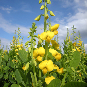 Crotalaria juncea Crotalaria juncea