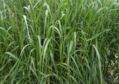 FESTULOLIUM