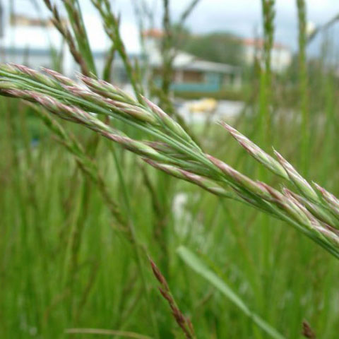 MEADOW FESCUE