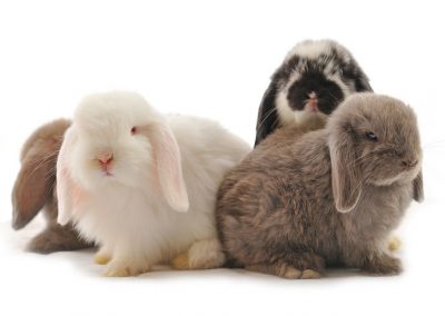 Mangime Per Conigli Nani Dehner - Pellet Alto Contenuto Fibre 10kg, Senza Conservanti - Foto 4