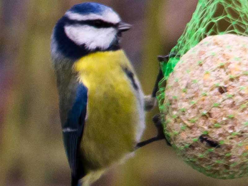 palle-di-grasso-mangime-per-uccelli