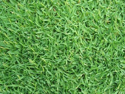 Paspalum Notatum Paspalum Notatum