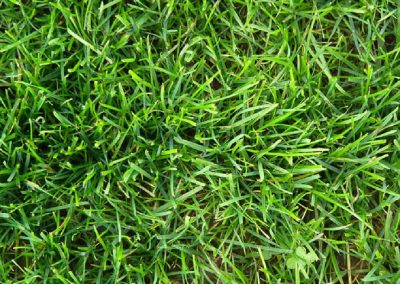PERENNIAL RYEGRASS