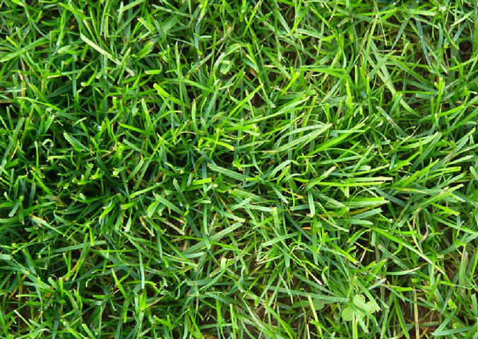 produzione-sementi-loietto-perenne