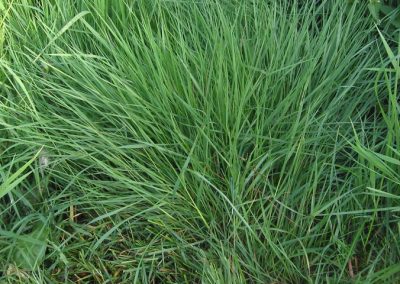COMMON BENT