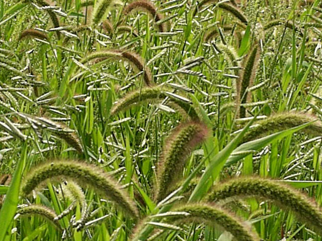 sementi-agricoltura-panico