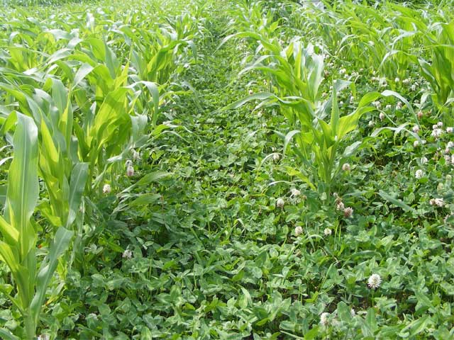 sementi-cover-crop