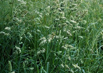 ERBA MAZZOLINA
