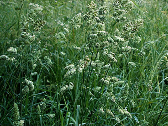 sementi-erba-mazzolina