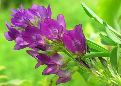 ERBA MEDICA