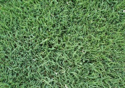 RED FESCUE