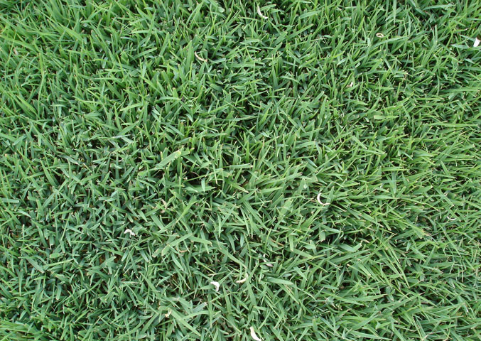 Festuca rubra discount