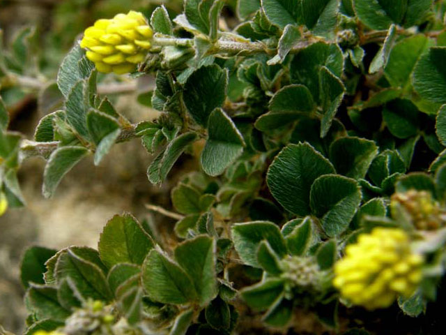 sementi-leguminosa-lupolina
