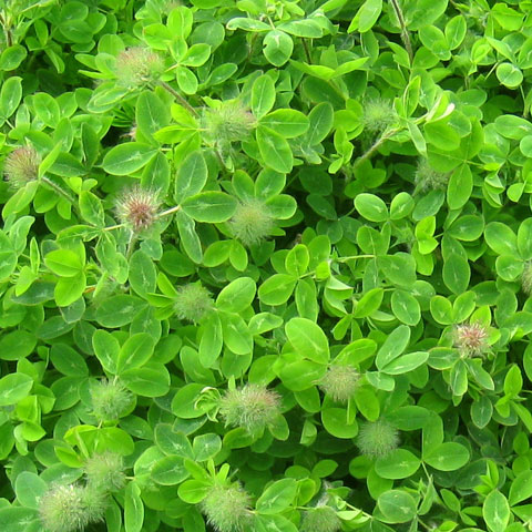 SQUARROSE CLOVER