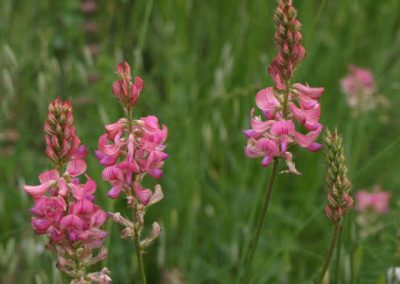 LUPINELLA