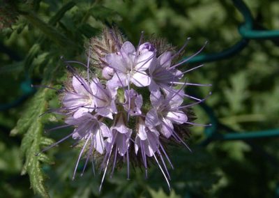 PHACELIA