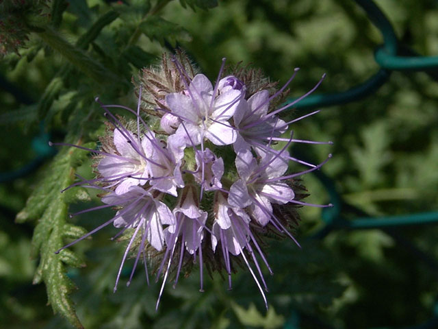 sementi-phacelia