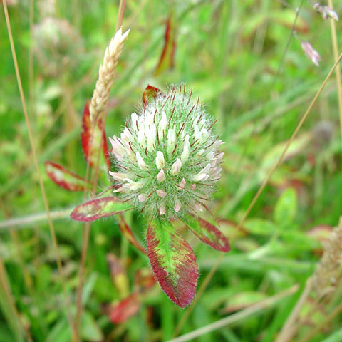 EGYPTIAN CLOVER