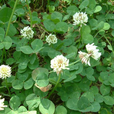 WHITE CLOVER