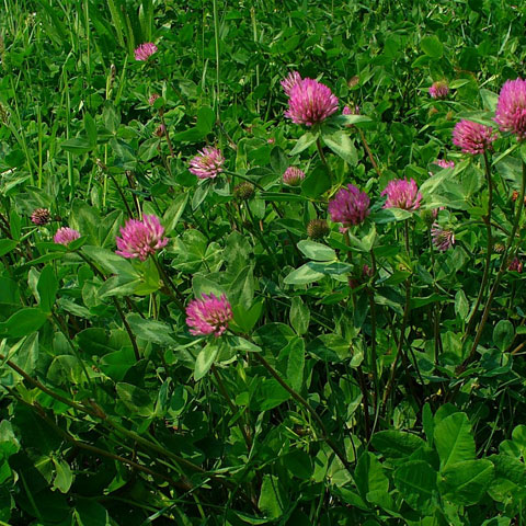 RED CLOVER