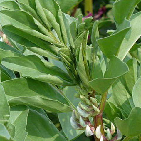 BROAD BEAN