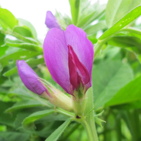 COMMON VETCH