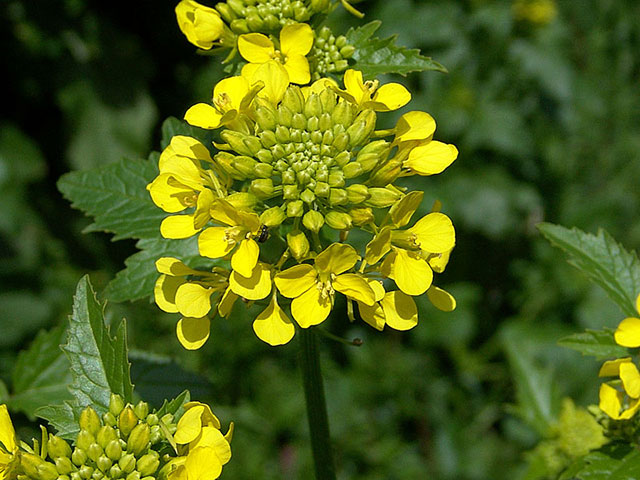 semi-agricoltura-sinapis-alba-l