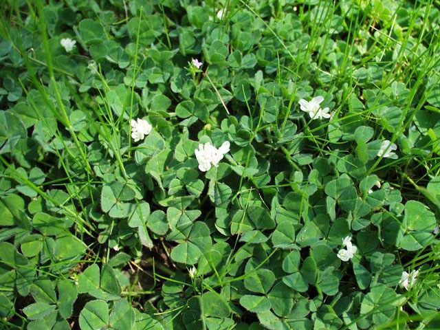 semi-trifogli-agricoltura