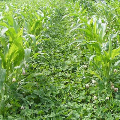 Semi Di Sorgo Bianco Scoppiettante – 50 Semi Per Coltivazione E Orto