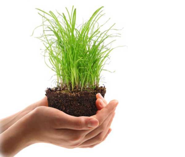 seminart - produzione e vendita sementi seminart - produzione e vendita sementi