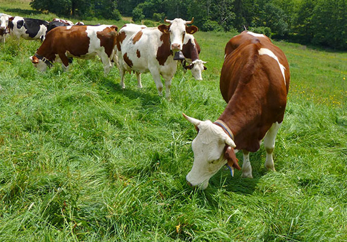 Agricultural Mixtures