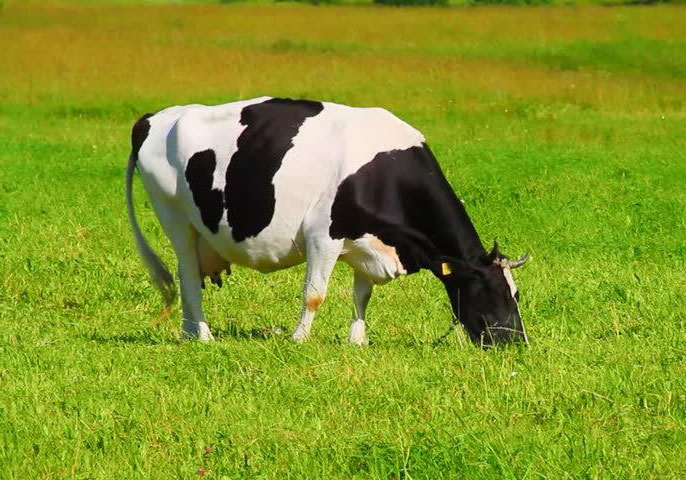 Sementi per l'agricoltura Sementi per l'agricoltura