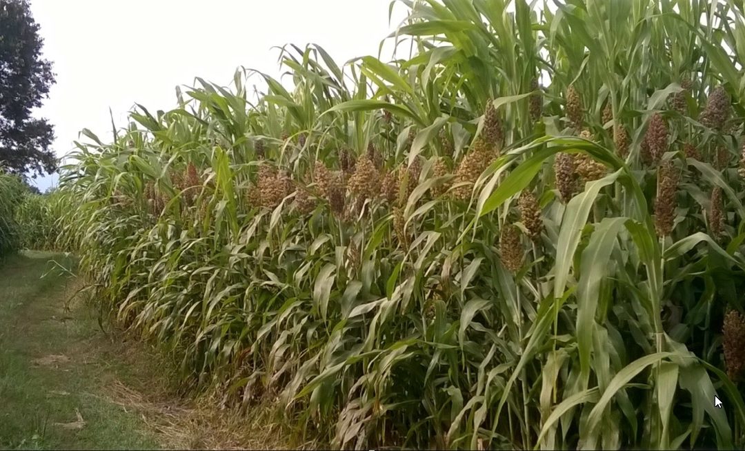 IL SORGO ZUCCHERINO