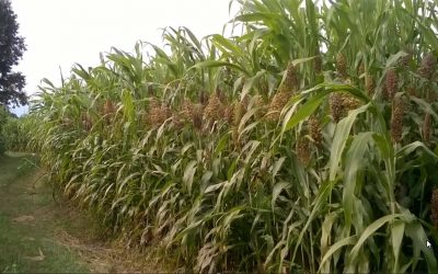 IL SORGO ZUCCHERINO
