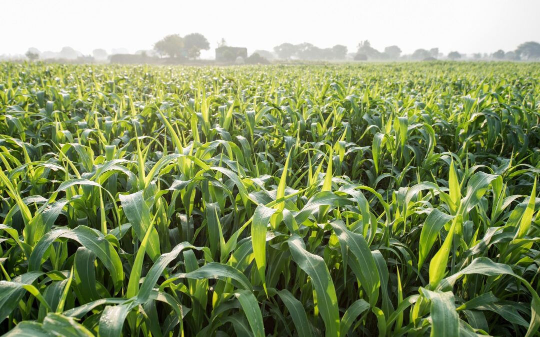 IL SORGO, IL CEREALE SOSTENIBILE