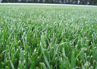 TALL FESCUE