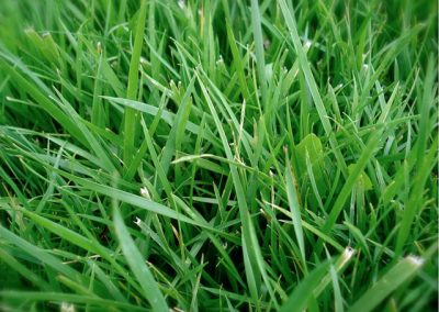 FESTUCA