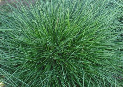 SHEEP’S FESCUE